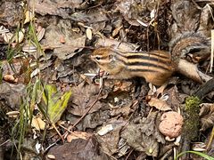 -五营红松林海景区