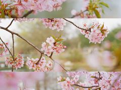 -上海辰山植物园