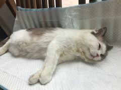 -灵美宠物诊所