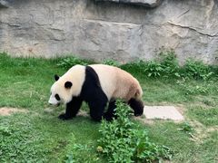 -上海野生动物园