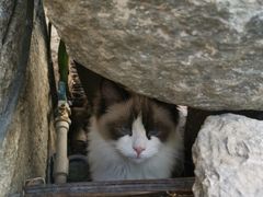 -喵屿·大理花园猫咖