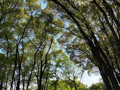 -上海佘山国家森林公园天马山园