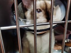 -荔康动物医院(康王北路店)