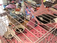 -樱桃家的宠物店(君安花园店)