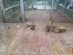 -西霞口神雕山野生动物世界