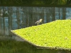 -重庆彩云湖湿地公园