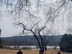 -西湖游船