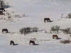 -塞罕坝国家级自然保护区