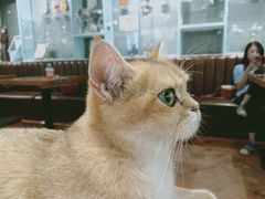 -猫小院猫主题餐厅(三里屯店)