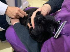 -艾贝尔宠物医院·24H转诊中心·肿瘤猫专科(江宁双龙店)