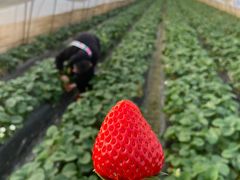 -小鱼草莓采摘园农家乐·小鱼餐厅