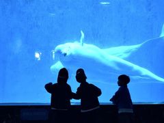 -海合安成都极地海洋公园