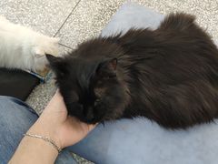 -绒爪撸猫下午茶·猫咖