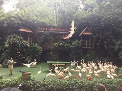 -新加坡飞禽公园
