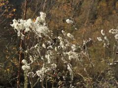 -叠溪松坪沟景区