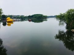 -杭州湾海上花田景区