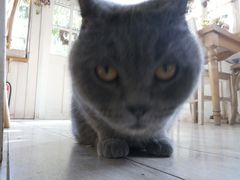 -海边的猫和咖啡馆