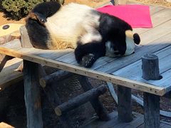 -大连森林动物园