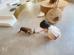 -飞行喵MR PILOT|猫舍·猫咖(静安大融城店)