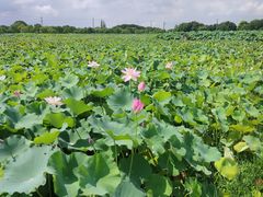 -嘉北郊野公园