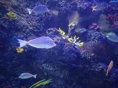 -芜湖新华联大白鲸海洋公园