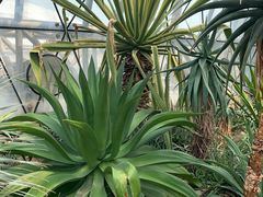 -北京植物园-展览温室