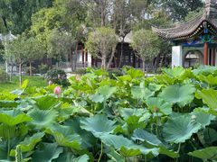 -莲湖公园