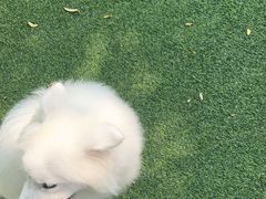 -宠物寄养训练学校