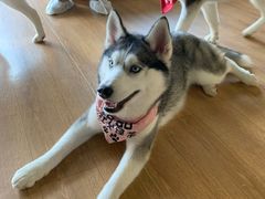 -Husky Go! 哈士奇体验馆·宠物咖啡厅狗咖