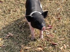 -前小桔亲子创意农场·草莓采摘·露营烧烤