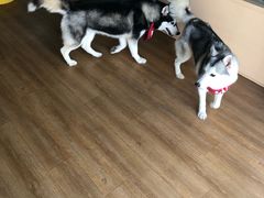-Husky Go! 哈士奇体验馆·宠物咖啡厅狗咖