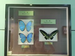 -上海昆虫博物馆