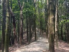 -凤岗南门山森林公园