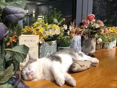 -IFIF 如果花園(宽厚里店)
