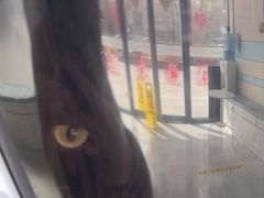 -中农国际动物医院24小时·猫科·骨科·急重症中心