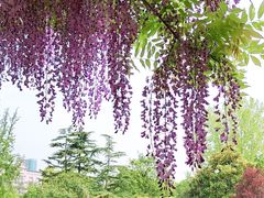-嘉定紫藤园