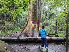 -天目山大树王景区