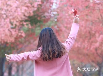 打卡农大枫叶，收藏一份秋日惊喜