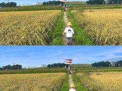 -光明小镇欢乐田园