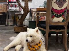 -more than meow吴止猫主题餐厅(承德 中船汇店)