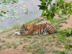 -西霞口神雕山野生动物世界