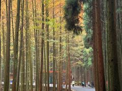 -山王坪喀斯特国家生态公园