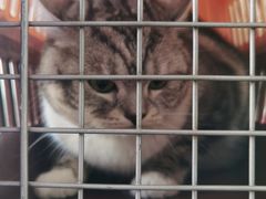 -宠颐生宠物医院·犬猫全科·皮肤科(商业街店)