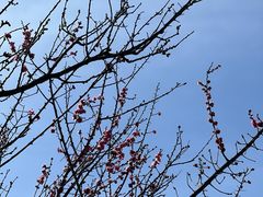 -丽江悦榕庄酒店-明月·雪山庭院餐厅