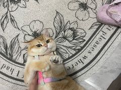 -猫大福·Fortune Cat猫舍(百子湾店)