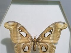 -上海昆虫博物馆