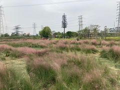 -王借岗森林公园