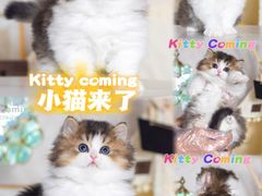 -小猫来了·猫舍(红山六九七九店)