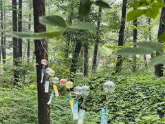 -鲁山国家森林公园