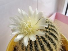 -阜平县穆顺斋饭店(桥东街店)